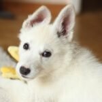 Everything I learned about life I learned from my puppy!