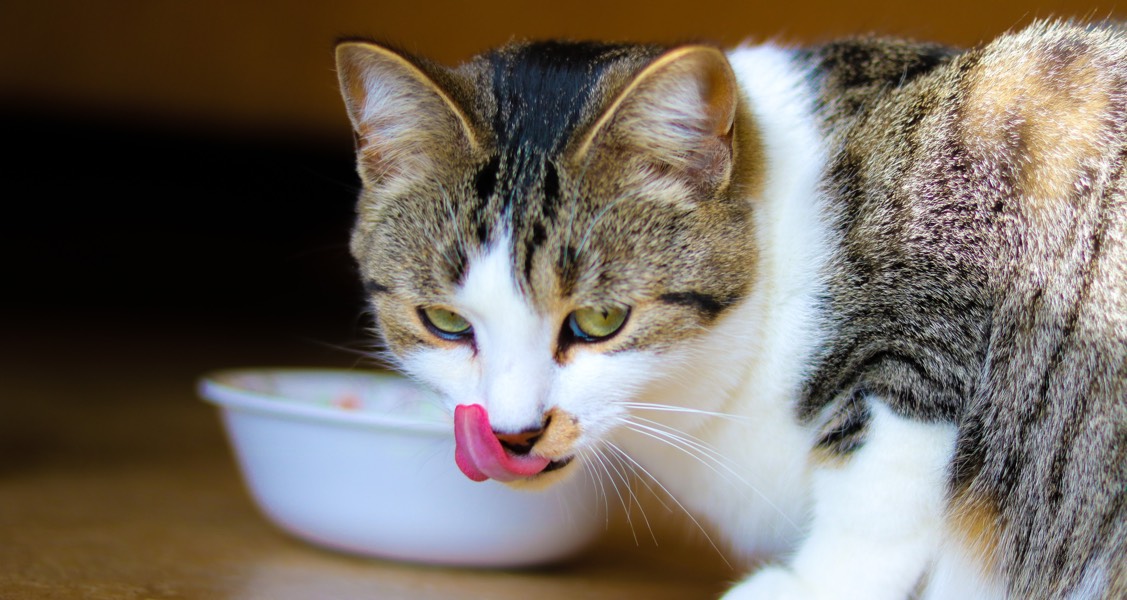Why do cats love tuna so much? Scientists may finally know