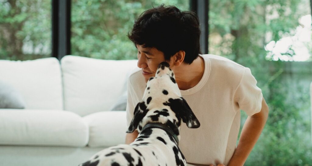 A Dalmatian is licking a man's face