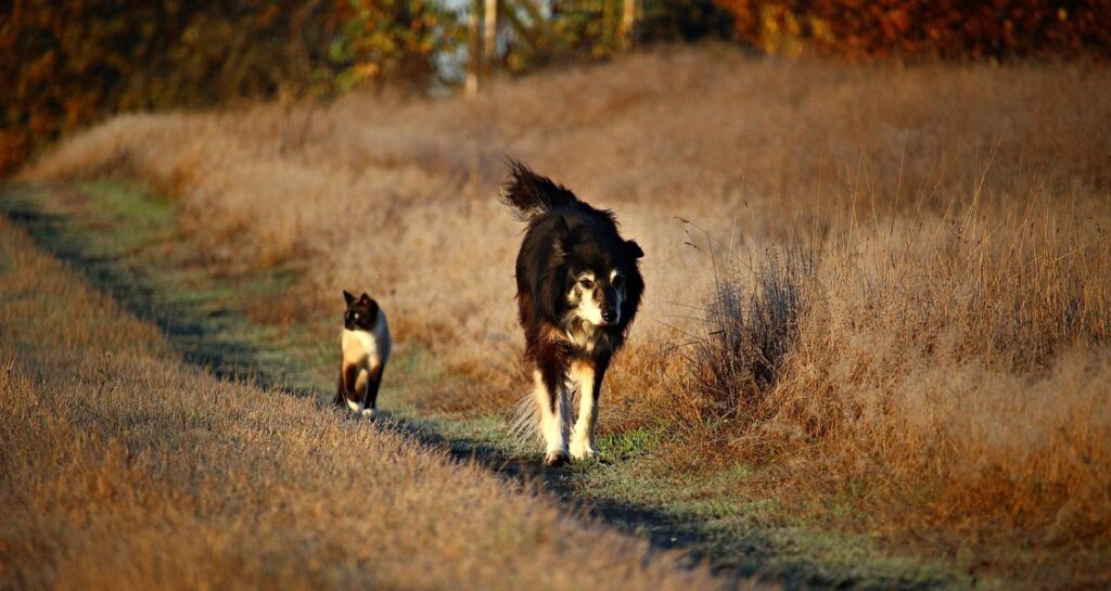 A dog and cat are walking on a path outside