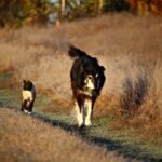 U of G Vet Offers Tips to Keep Pets Healthy Amid Poor Air Quality