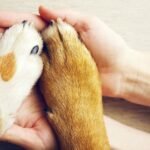A person is holding two dogs paws in their hand