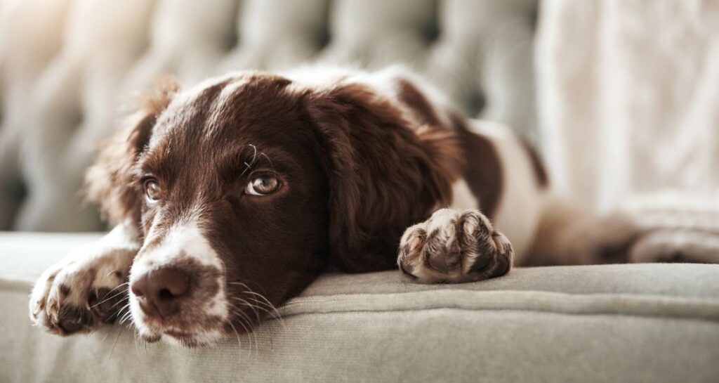 A puppy is lying down on a couch