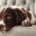 A puppy is lying down on a couch