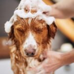 Tips for Helping Your Pet With Seasonal Allergies