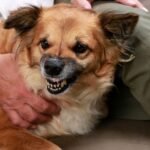 Problematic Canine Behaviors You Can Fix