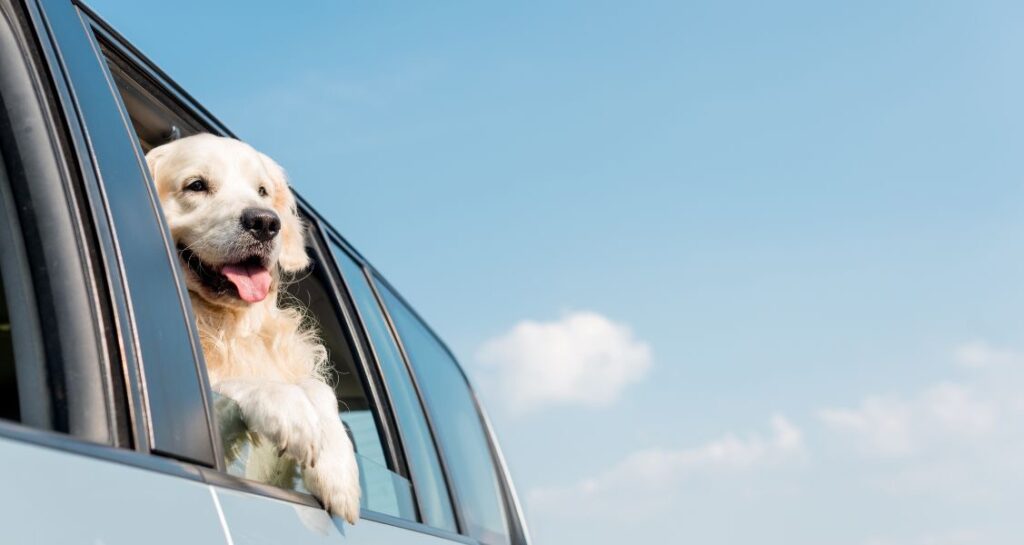 A golden retriever is sticking its head out of a car window