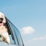 4 Ways To Train Your Dog To Like Car Rides