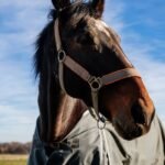 A horse is wearing a coat outside