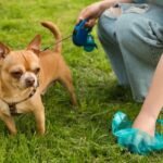 What Your Dog’s Poop Can Tell You About Their Health