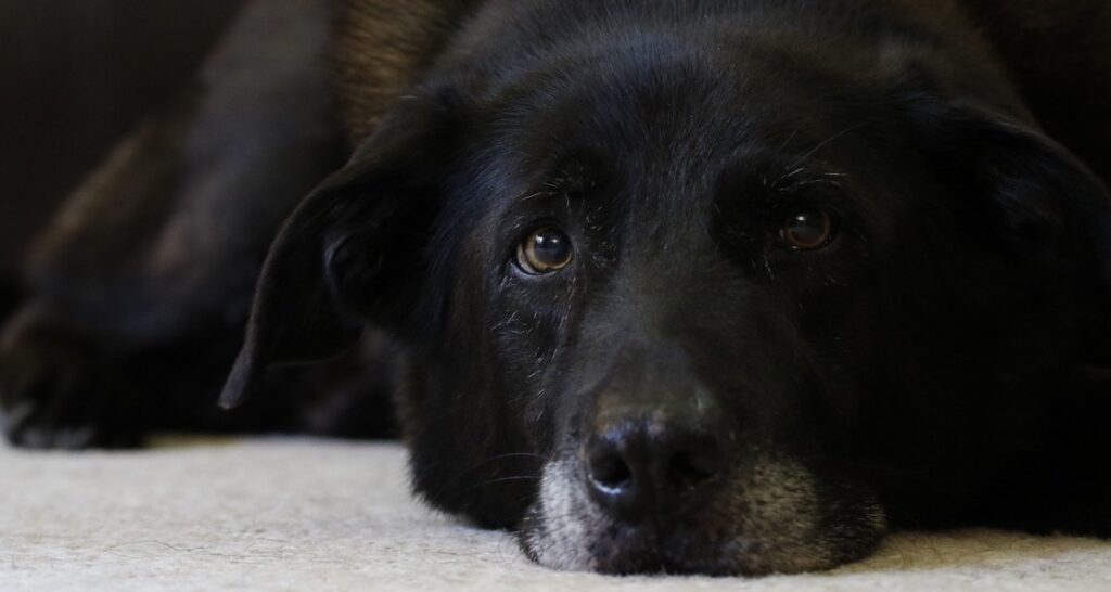 An old black Labrador retriever is laying on a carpet