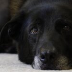 Dogs could have lifespan extended with promising new drug