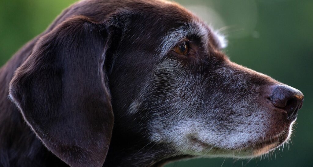 A profile shot of an old chocolate Labrador retriever