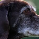 How your dog can live as long as Bobi, reported to have died aged 31