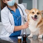 A veterinarian is taking care of a pet dog on an examination table