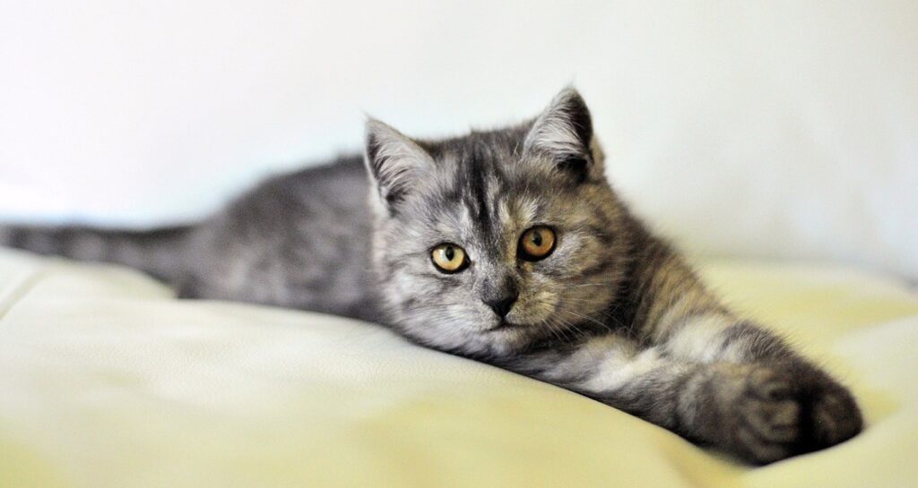 A cat is laying on a yellow blanket