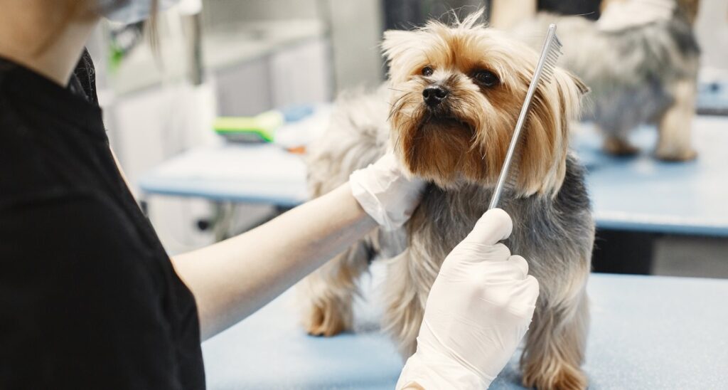 A dog is having their hair combed