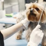 Canine Respiratory Disease Outbreak: Advice For Groomers