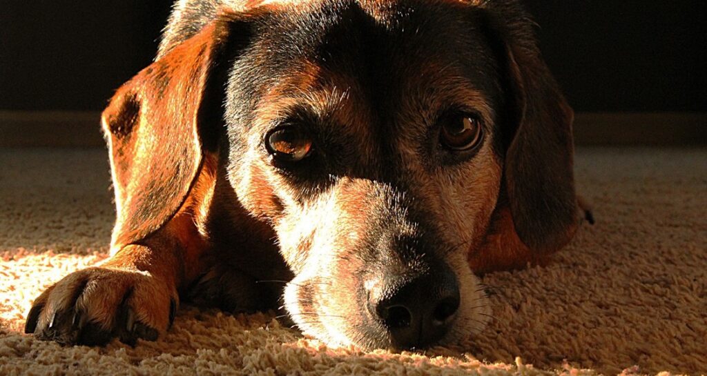 A dog is laying on the carpet