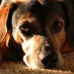 Update: Canine Infectious Respiratory Disease