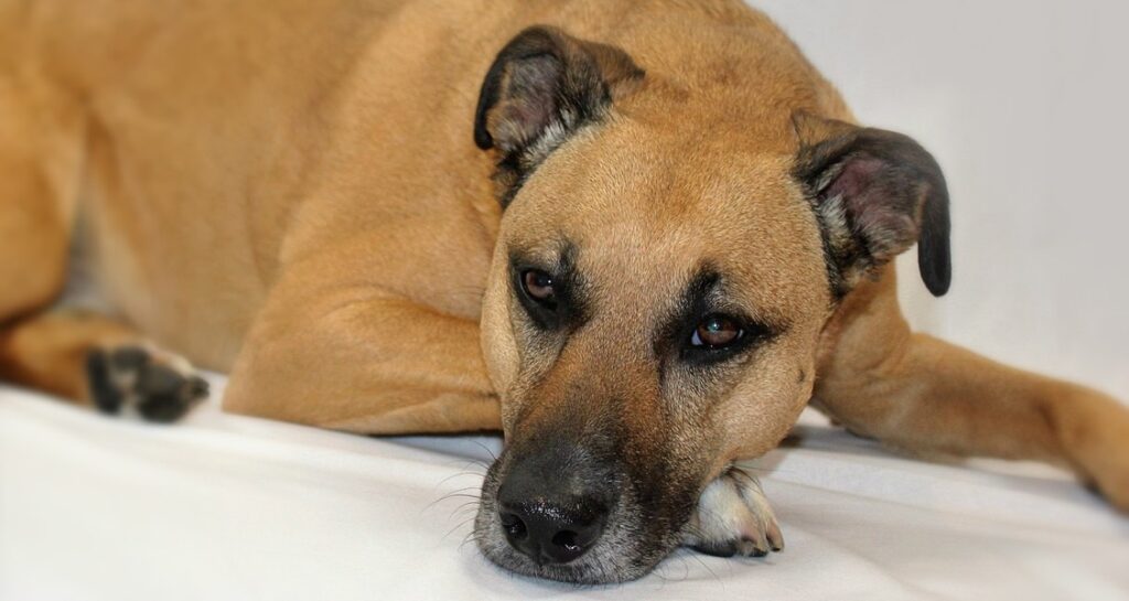 A dog is laying on a white sheet