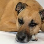 Doctor on mysterious canine illness: Watch for abnormal behavior