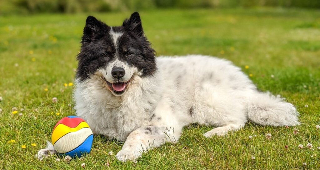 A dog is lying in the grass with a ball beside them