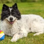 Suspected tick-borne flavivirus meningoencephalomyelitis in dogs from the UK: six cases