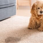 Why Is My Dog Still Urinating Inside the House?
