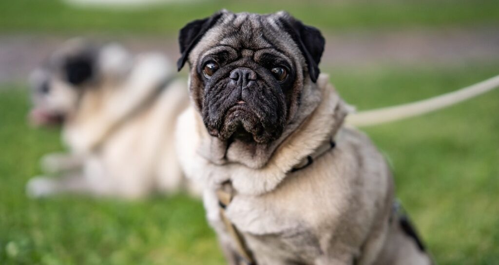 A pug is sitting on the grass