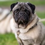 AI Doggie Doctor Diagnoses Breathing Issues In Pugs & Boxers