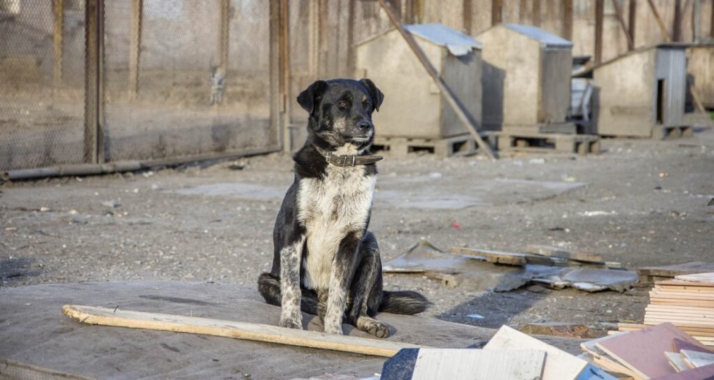 A shelter dog is sitting outside