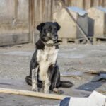 The Influence of Brief Outing and Temporary Fostering Programs on Shelter Dog Welfare