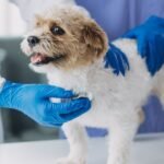 What Will You Learn About Your Dog at the First Vet Visit?