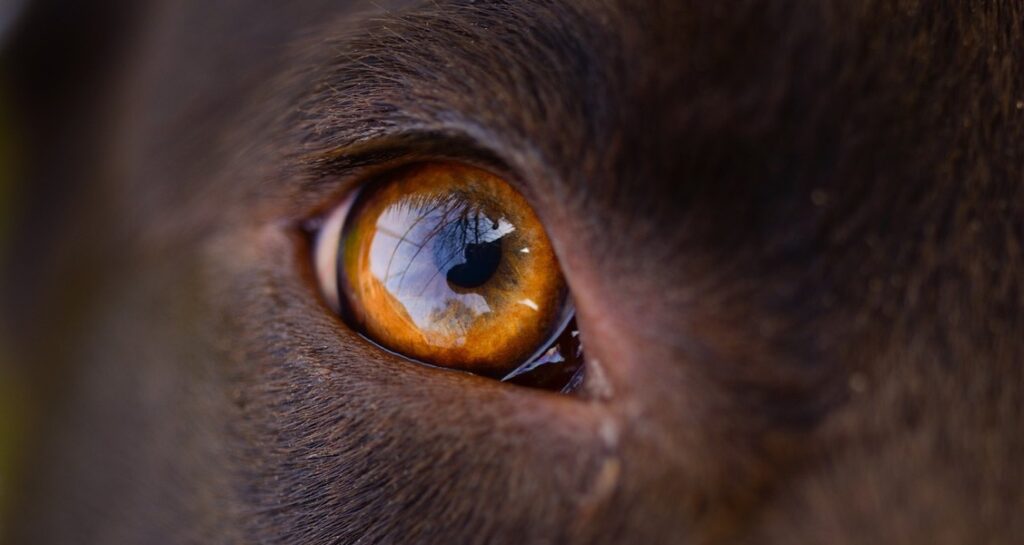 A brown dog with brown eyes