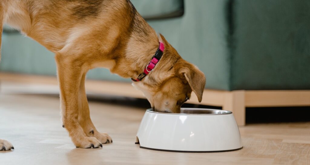 A dog is eating out of a white food bowl on a wooden floor