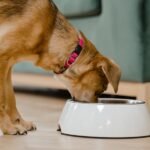 An investigation of the presence and antimicrobial susceptibility of Enterobacteriaceae in raw and cooked kibble diets for dogs in the United Kingdom