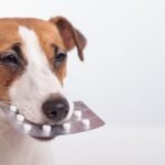 A dog holding a packet of pills in their mouth