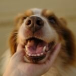 A dog has their mouth open and lower jaw is being held by a person's hand