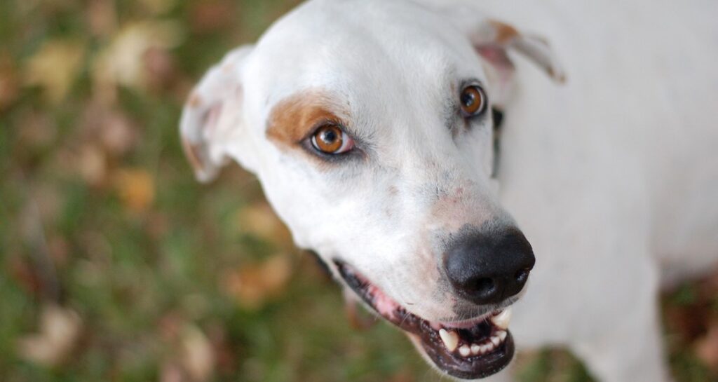 A dog with their mouth open showing their teeth outside