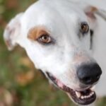 When Did People Start Brushing Dogs’ Teeth?