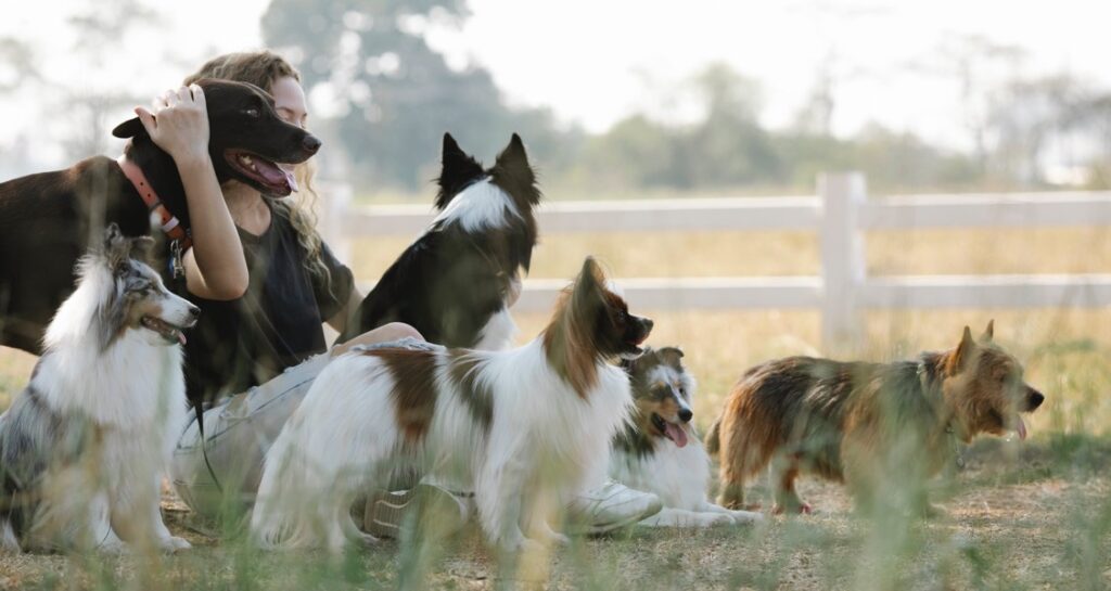 A dog walker is sitting with dogs in the gravel outside