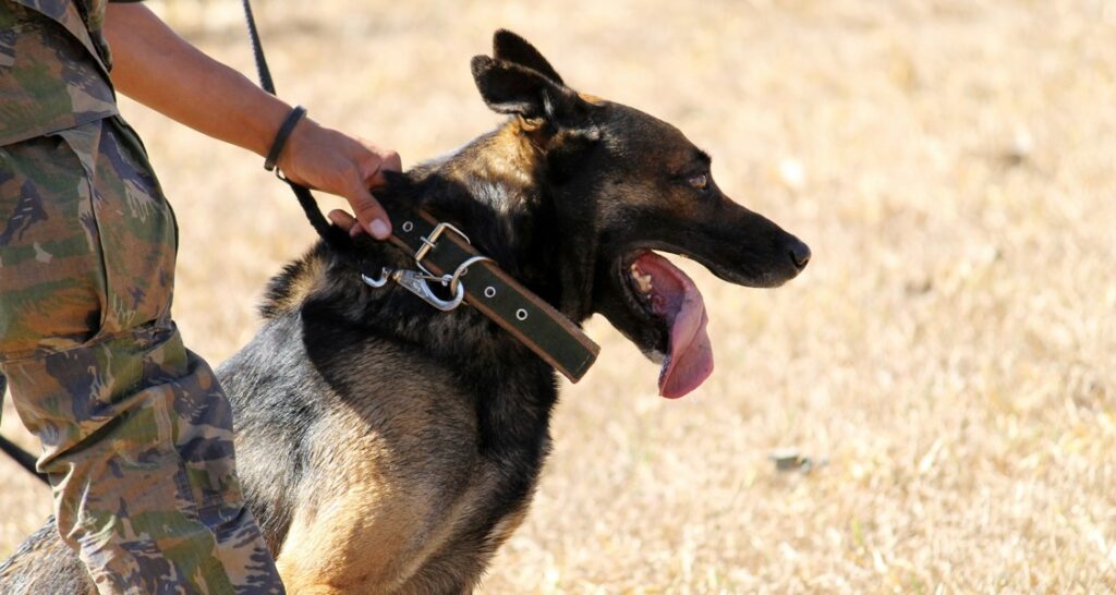 A German shepherd is sitting outside with the Brazilian army