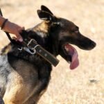 DoD approves pet expenses reimbursement due to PCS