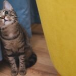 Too much too soon? Risk factors for fear behaviour in foster kittens prior to adoption