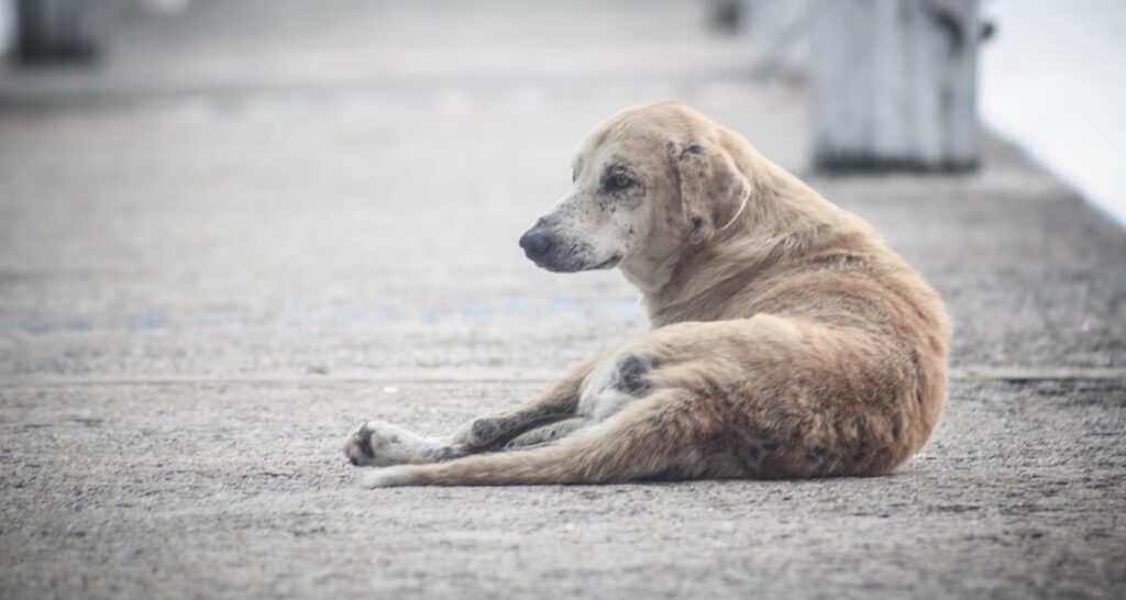 A street dog is lying on the pavement outside