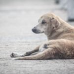 How saving street dogs in Thailand helped this recovering addict save himself