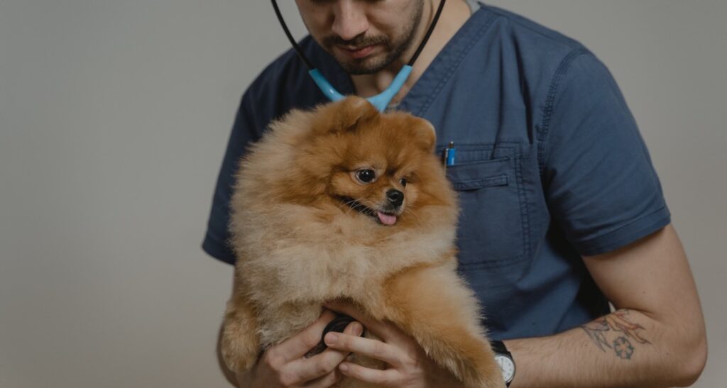 A veterinarian is assessing a dog's heart sounds using a stethoscope