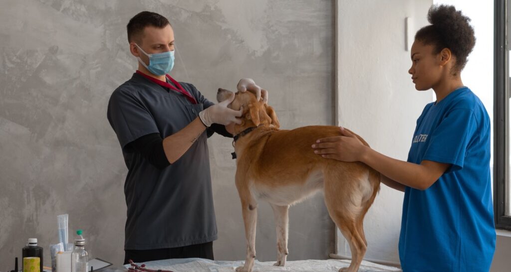 A veterinarian is assessing a dog on an exam table with a volunteer