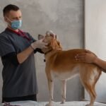 A veterinarian is assessing a dog on an exam table with a volunteer